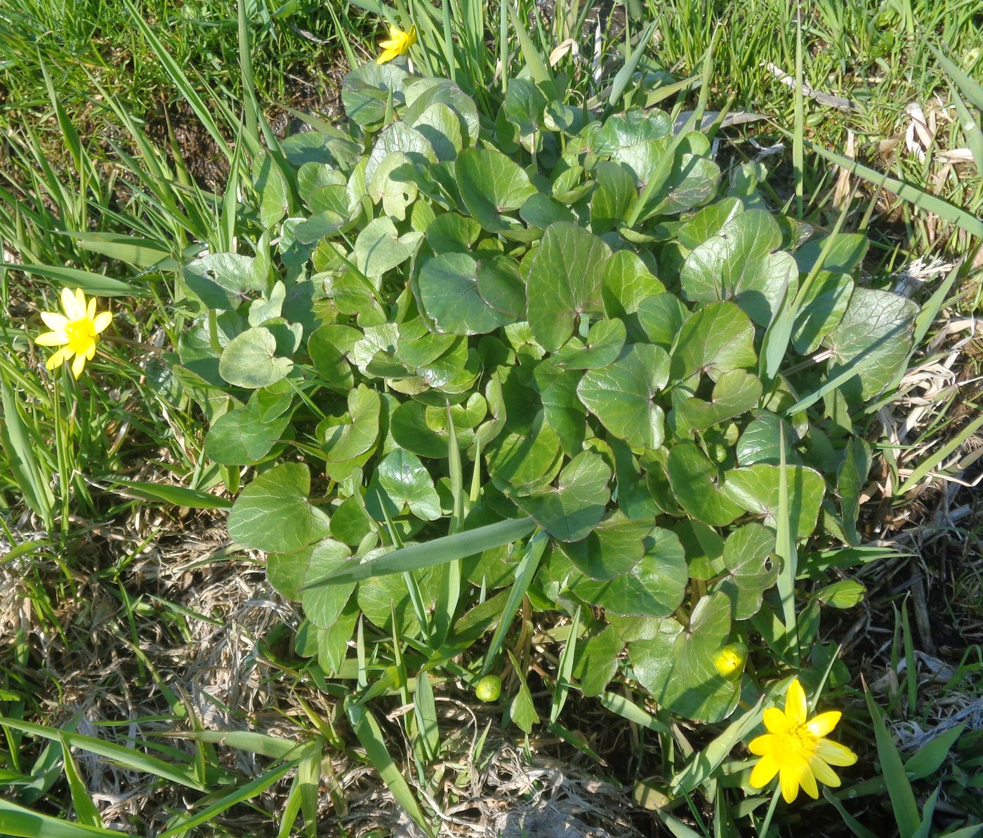 Image of Ficaria verna specimen.