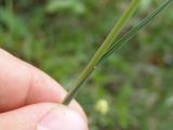 Koeleria glauca