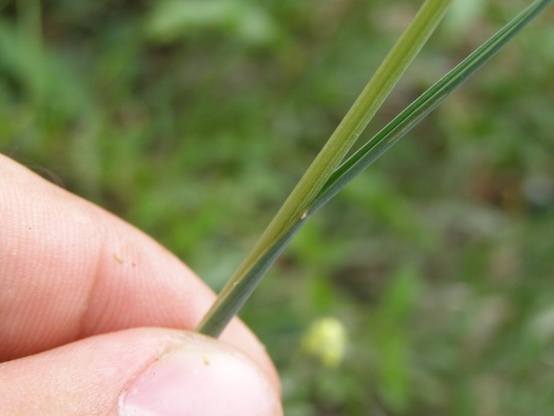 Image of Koeleria glauca specimen.