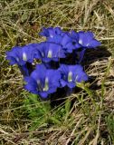 Gentiana grandiflora