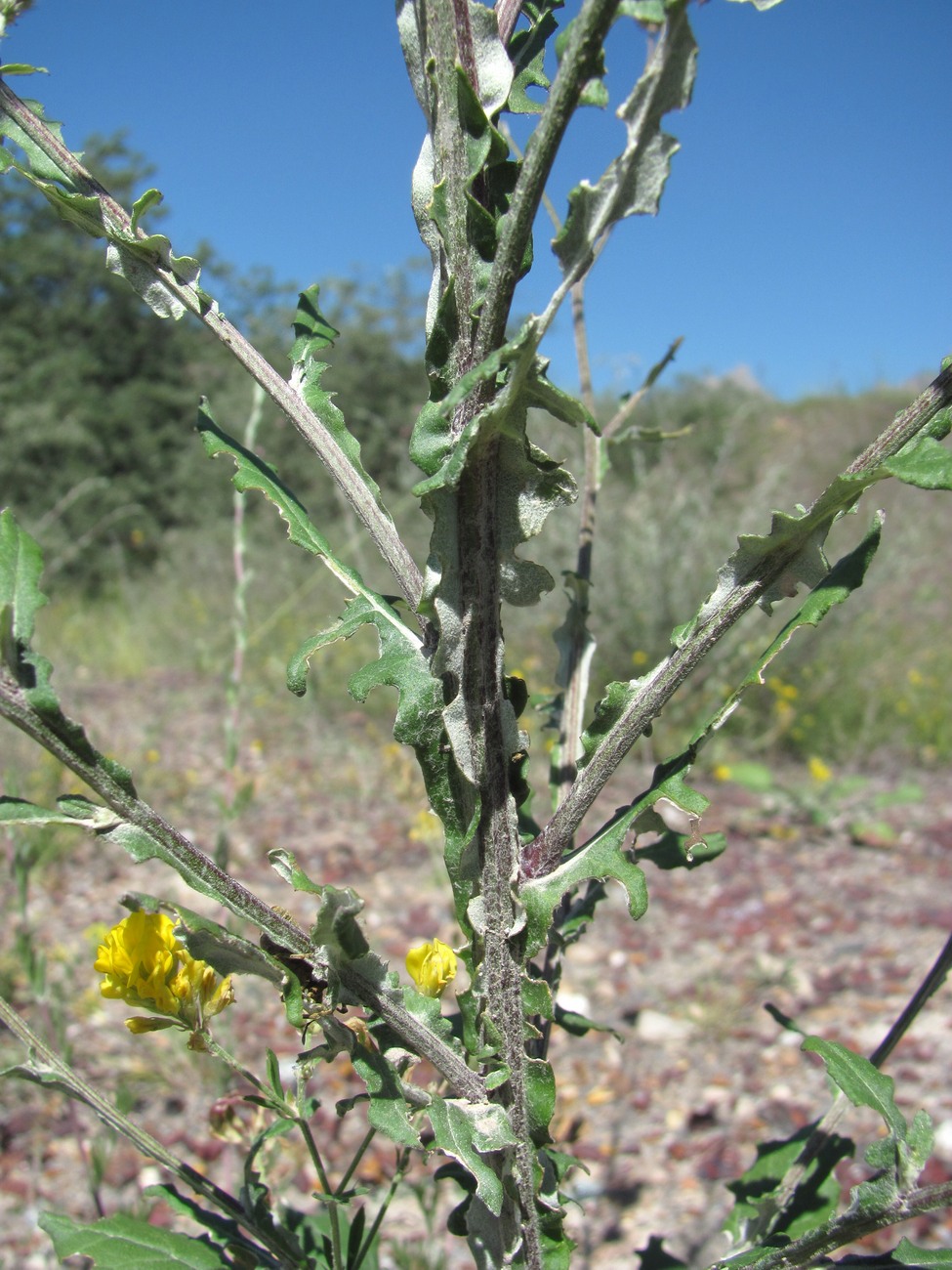 Image of Jurinea alata specimen.