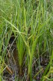 Sparganium microcarpum