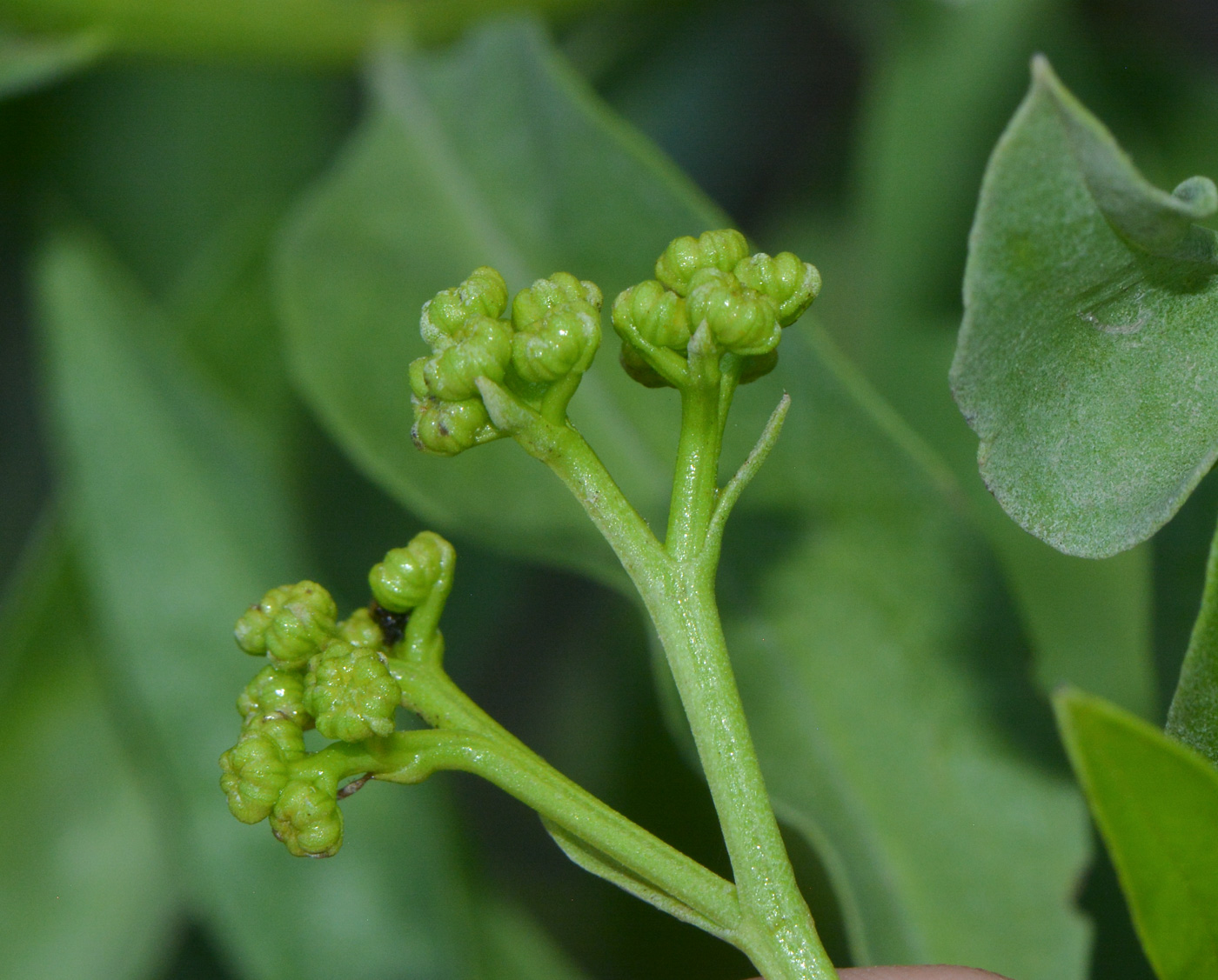 Изображение особи семейство Asteraceae.