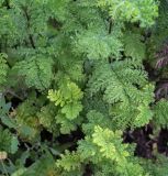 Tanacetum vulgare var. crispum