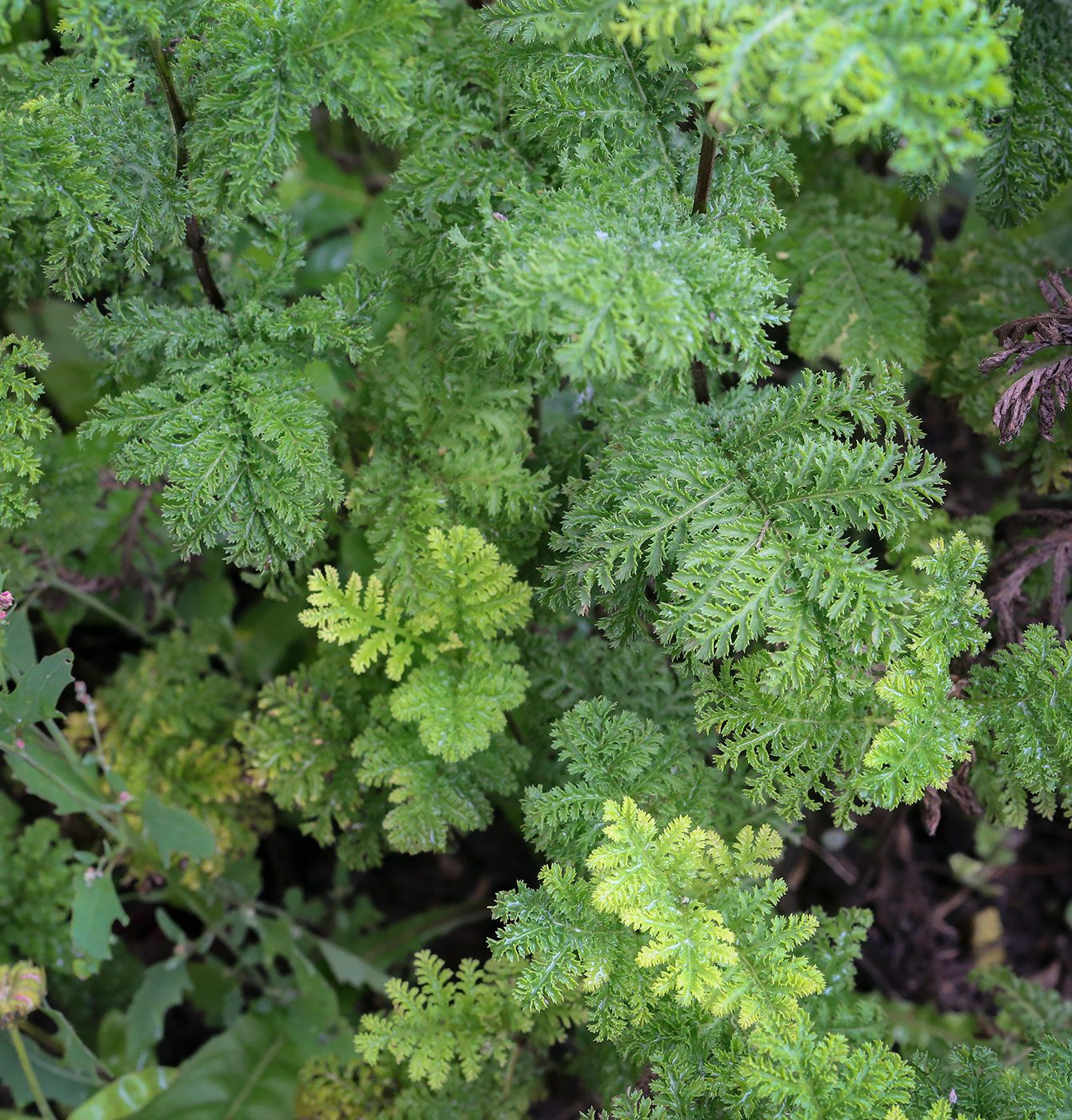 Изображение особи Tanacetum vulgare var. crispum.