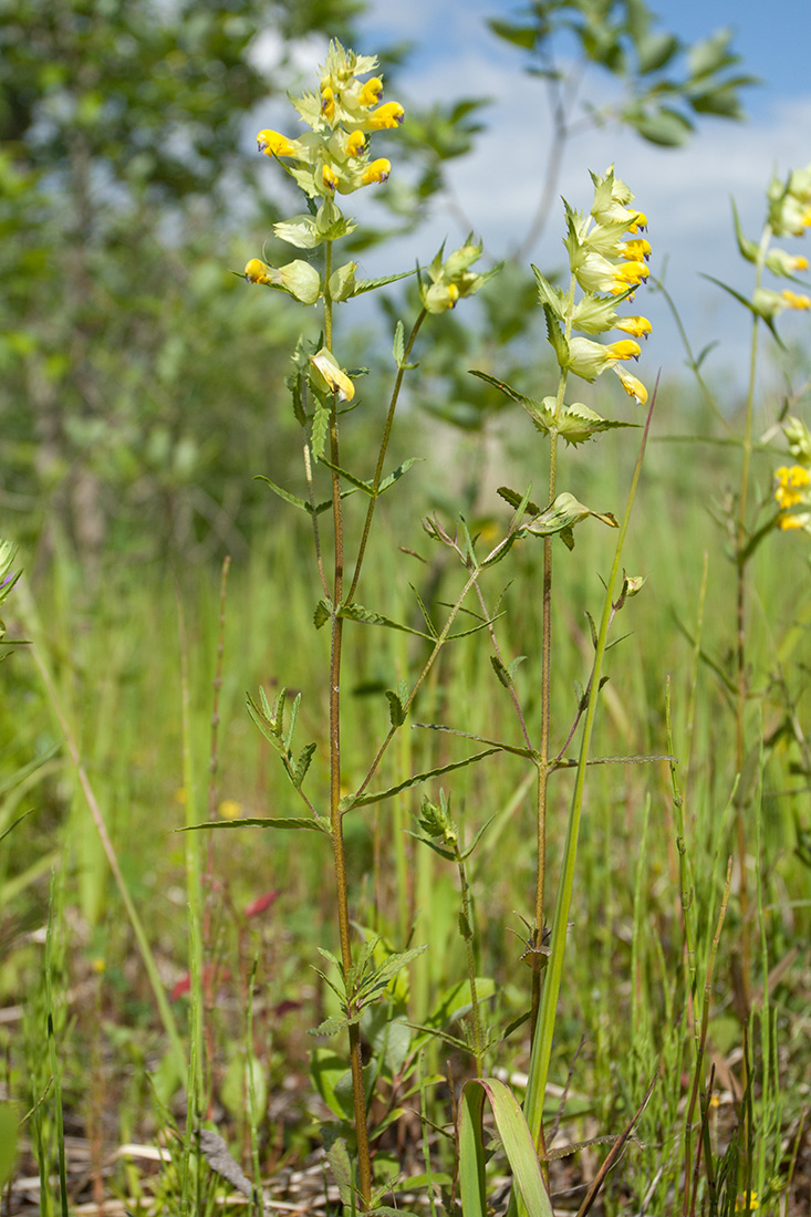 Изображение особи Rhinanthus aestivalis.