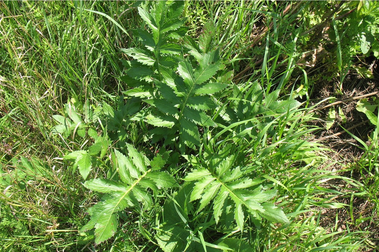 Image of Serratula coronata specimen.