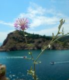 Centaurea caprina