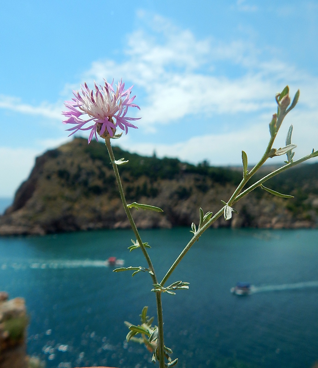 Изображение особи Centaurea caprina.