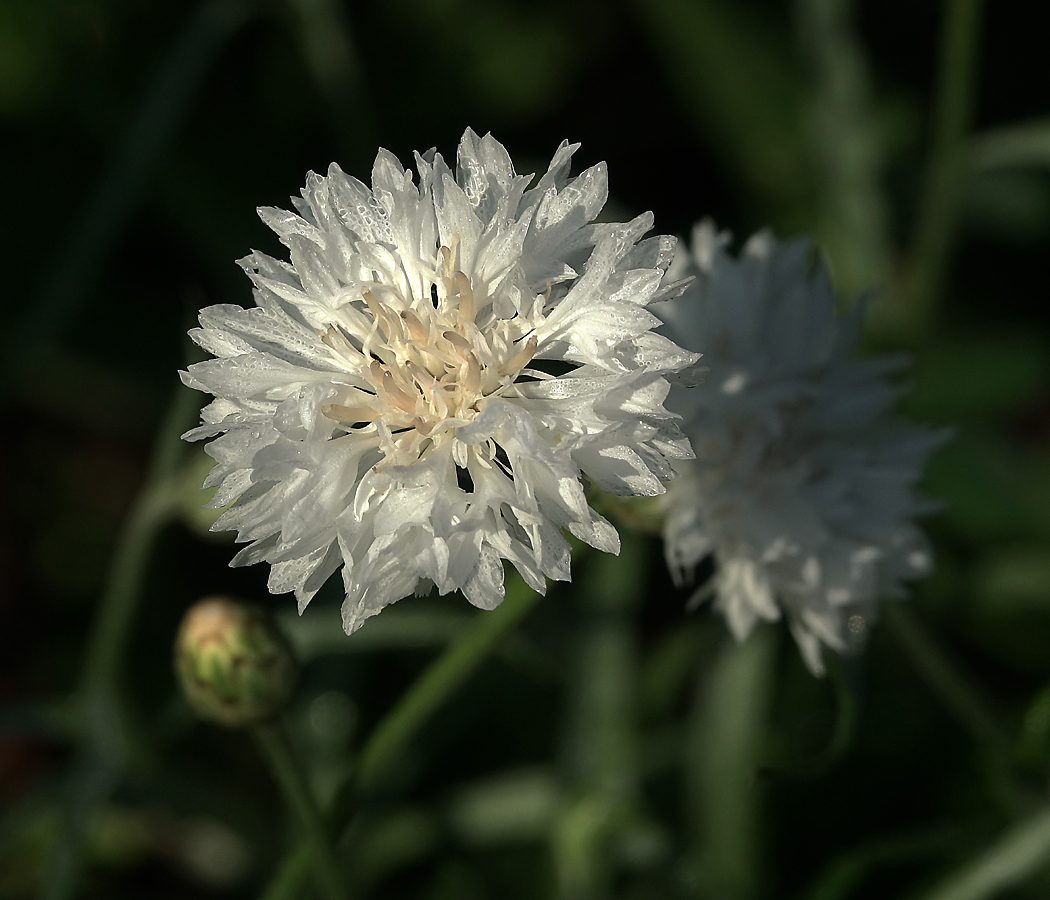 Изображение особи Centaurea cyanus.