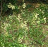 Falcaria vulgaris