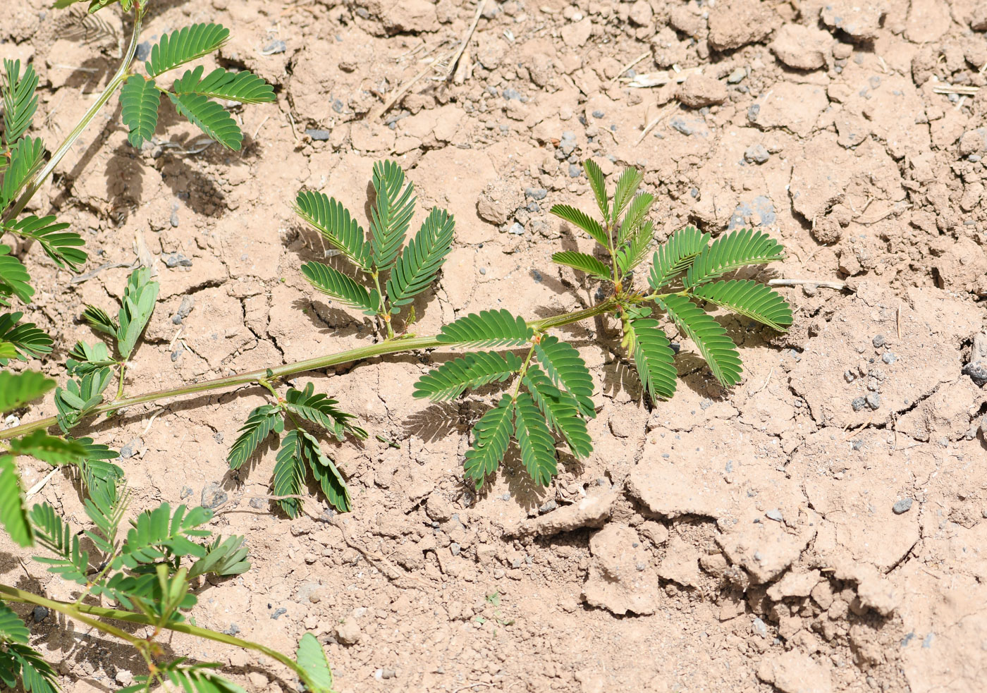 Изображение особи Desmanthus pernambucanus.