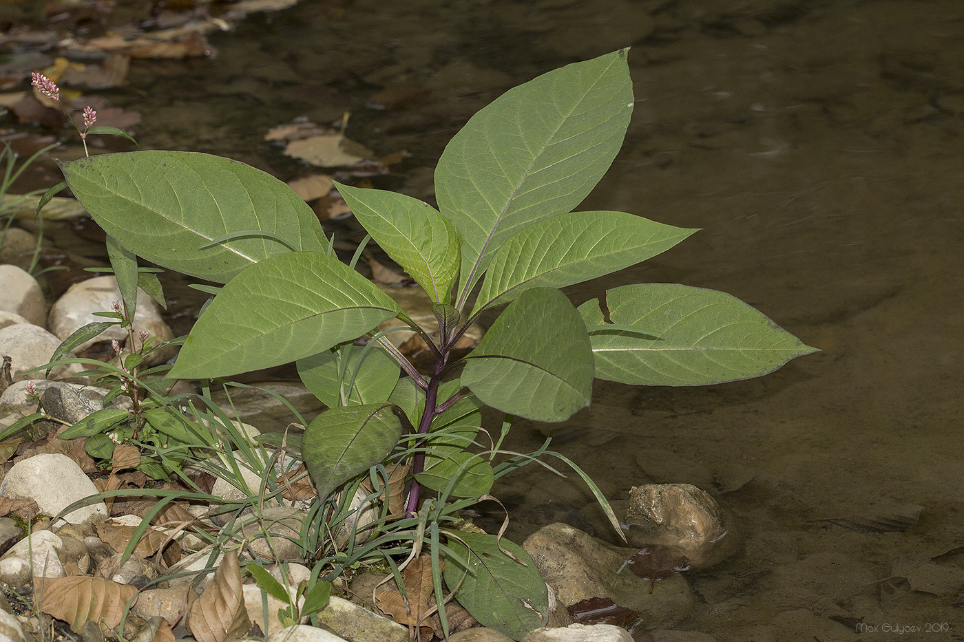 Image of Atropa bella-donna specimen.