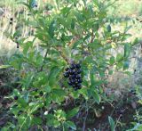 Ligustrum vulgare