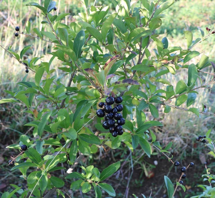 Image of Ligustrum vulgare specimen.