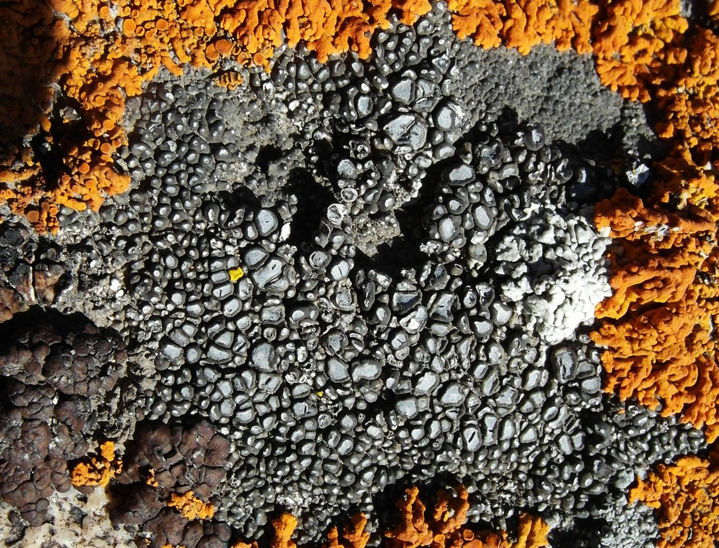 Image of Aspicilia desertorum specimen.