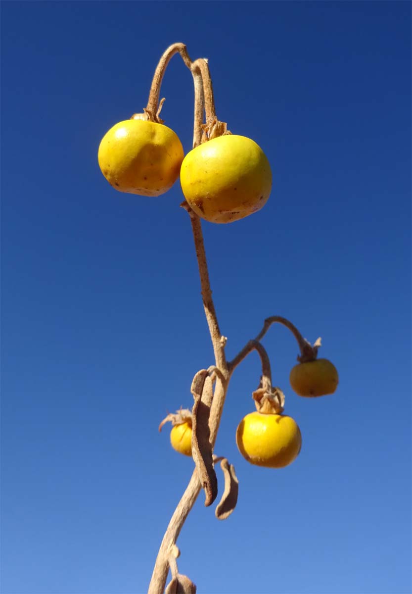 Изображение особи Solanum elaeagnifolium.