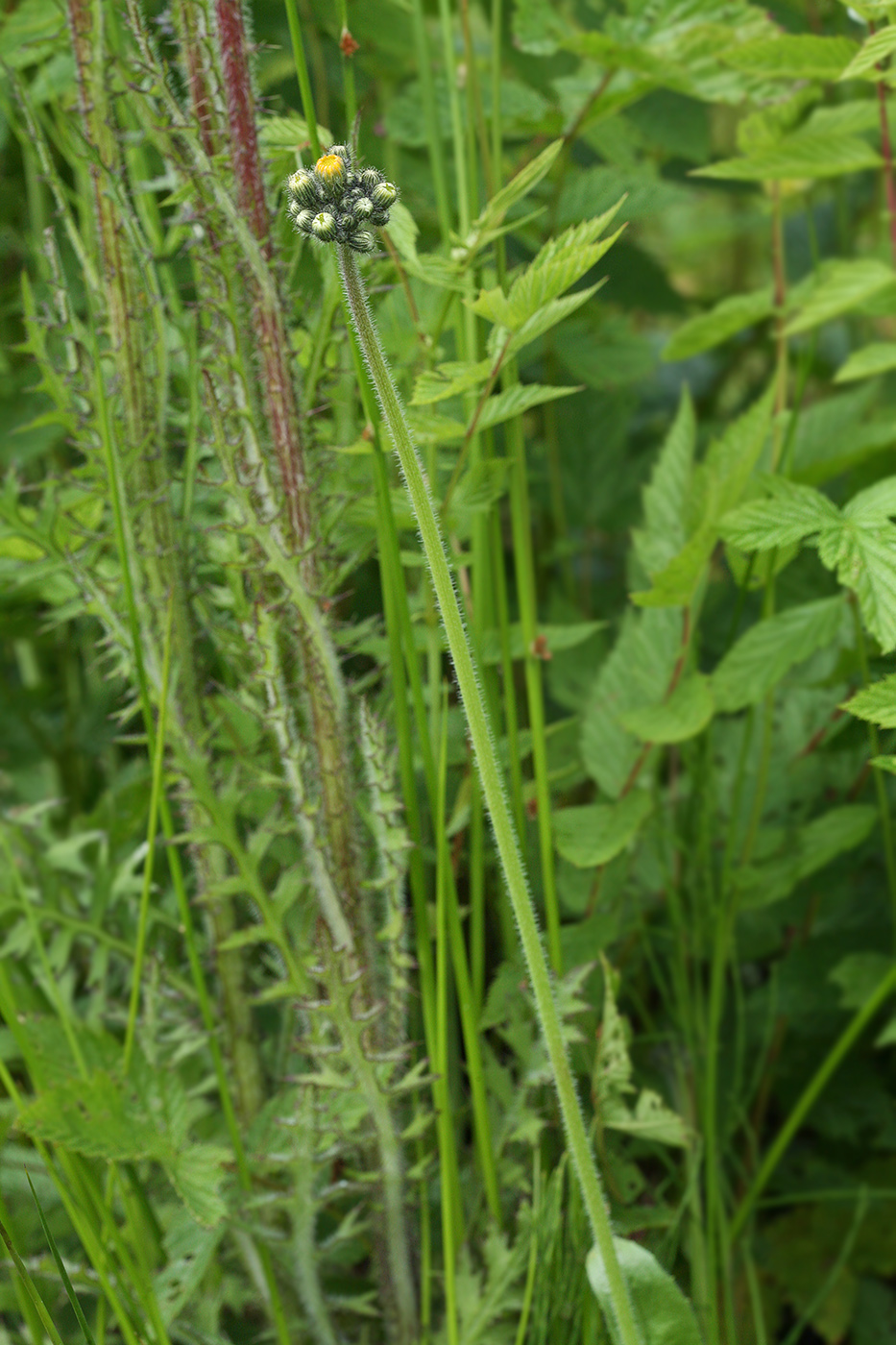 Image of Pilosella caespitosa specimen.