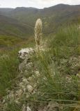 Asphodeline taurica