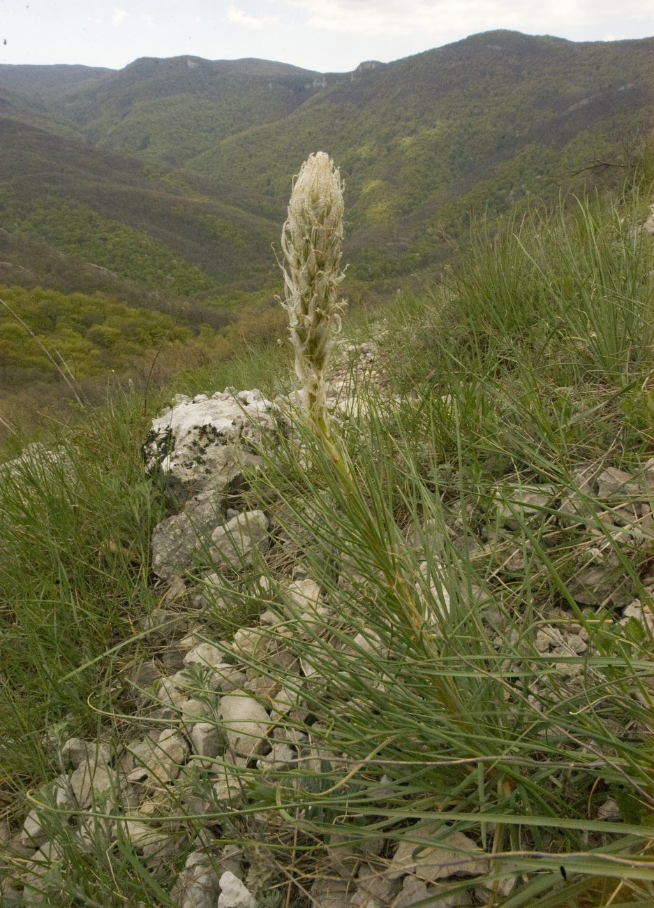 Image of Asphodeline taurica specimen.