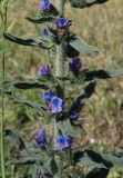 Echium vulgare. Часть стебля с цветками и листьями. Кыргызстан, г. Бишкек, пустырь около дороги. 28.05.2019.