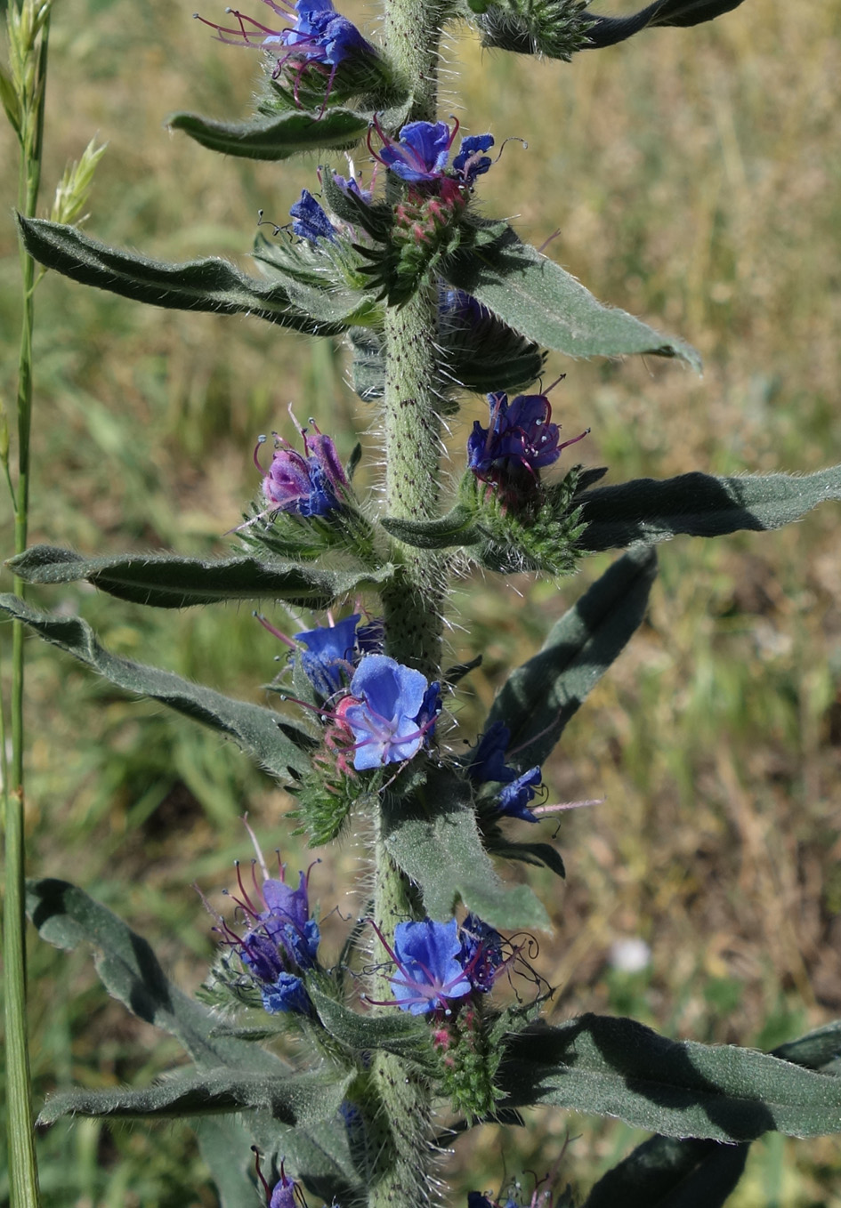 Изображение особи Echium vulgare.