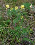 Oxytropis pilosa