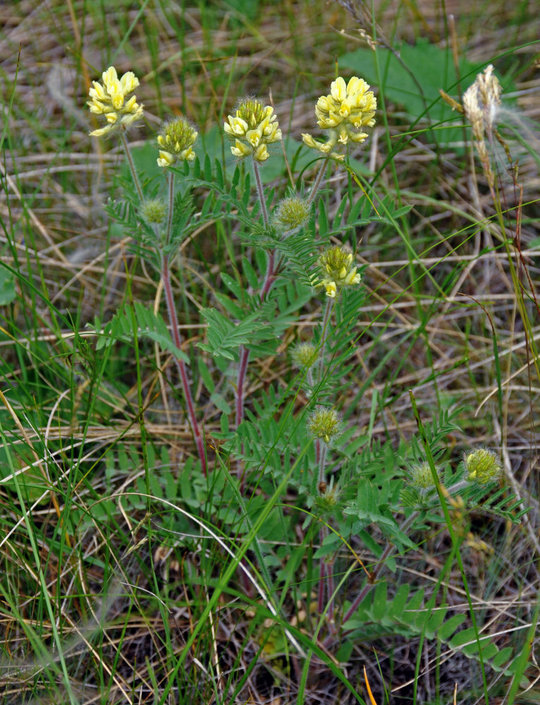 Изображение особи Oxytropis pilosa.