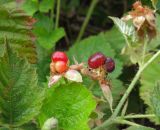 Rubus caesius. Плоды. Башкортостан, Бурзянский р-н. 10.08.2010.