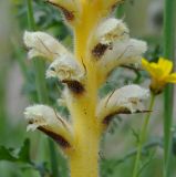 Orobanche pubescens