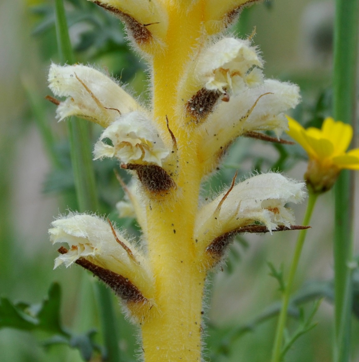 Image of Orobanche pubescens specimen.