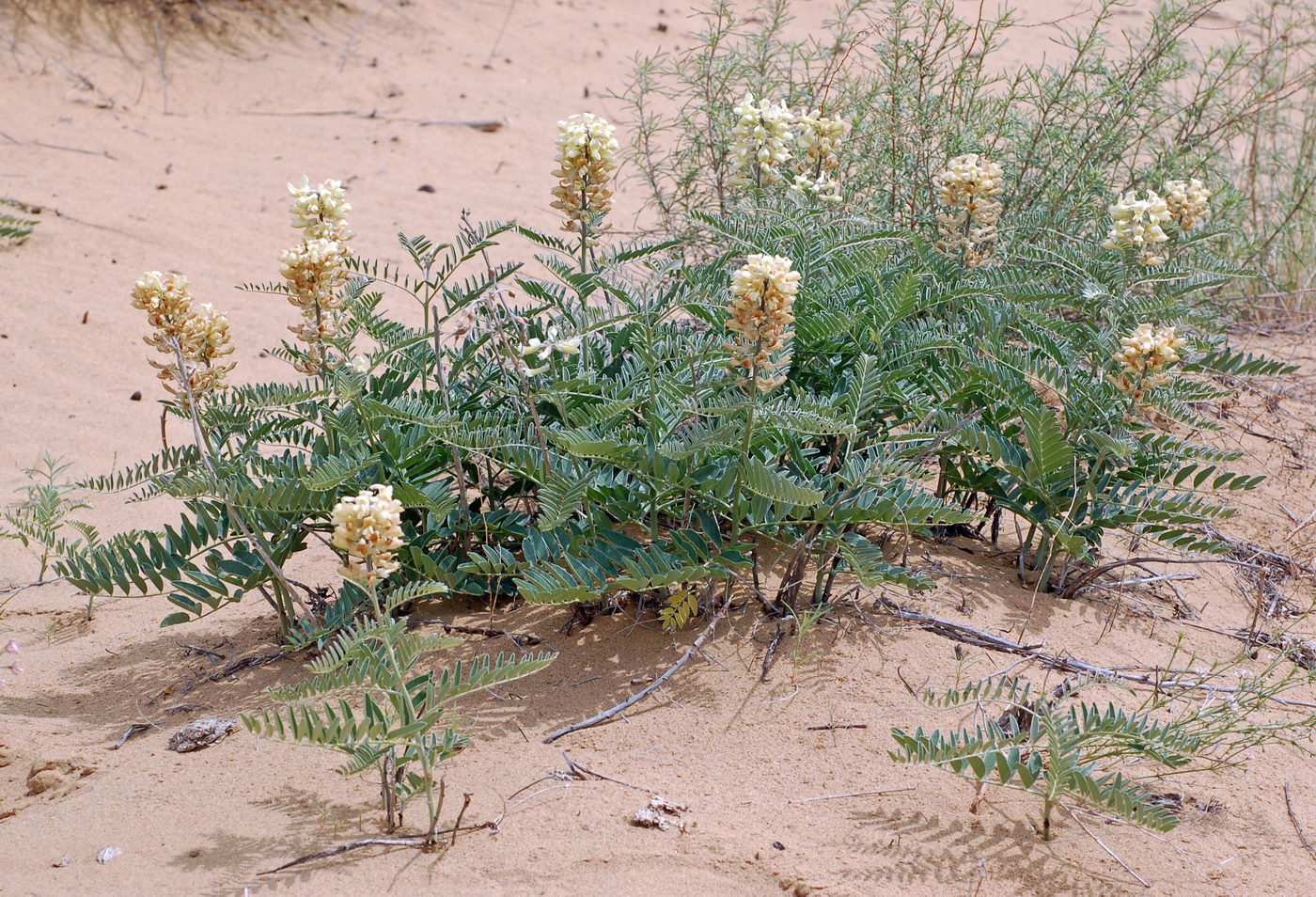 Изображение особи Pseudosophora alopecuroides.