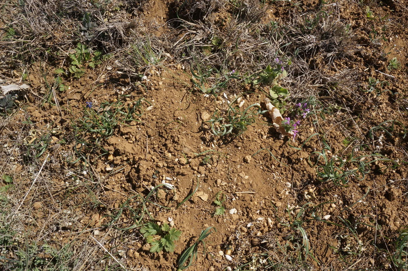 Image of Sternbergia colchiciflora specimen.