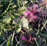 Lamium purpureum. Цветущее растение. Московская обл., г. Электрогорск, ул. Кржижановского, рудеральное местообитание. 23.04.2020.