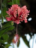 Hibiscus schizopetalus