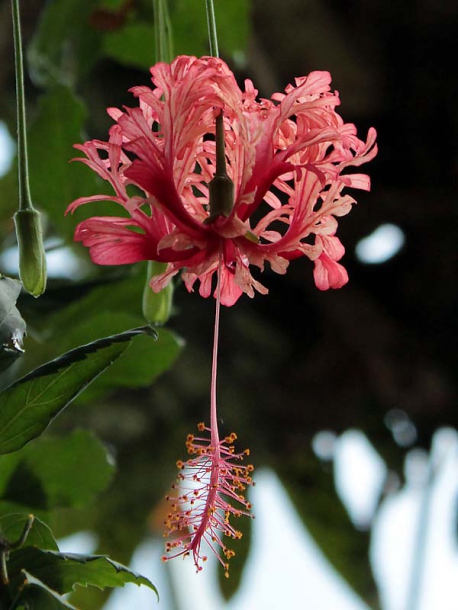 Изображение особи Hibiscus schizopetalus.