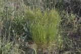 Festuca rupicola