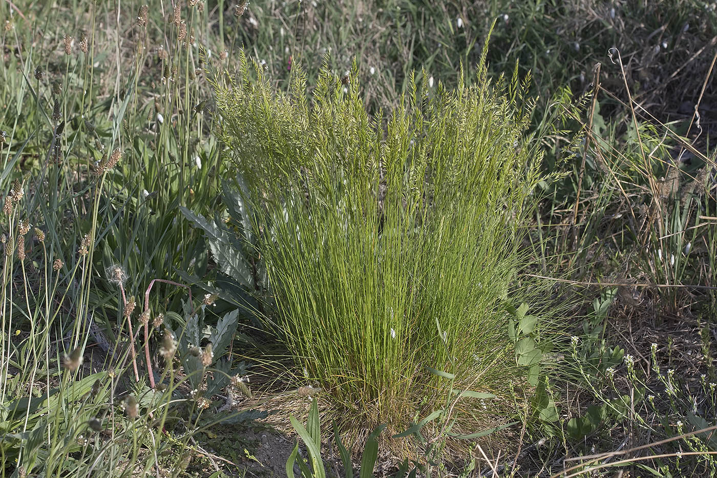 Изображение особи Festuca rupicola.