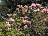 Rhododendron oreodoxa разновидность fargesii. Часть кроны цветущего кустарника. Великобритания, Шотландия, Эдинбург, Royal Botanic Garden Edinburgh, в культуре. 4 апреля 2008 г.