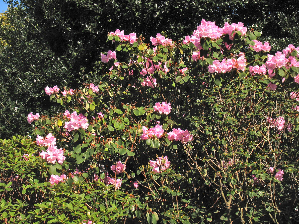 Изображение особи Rhododendron oreodoxa var. fargesii.