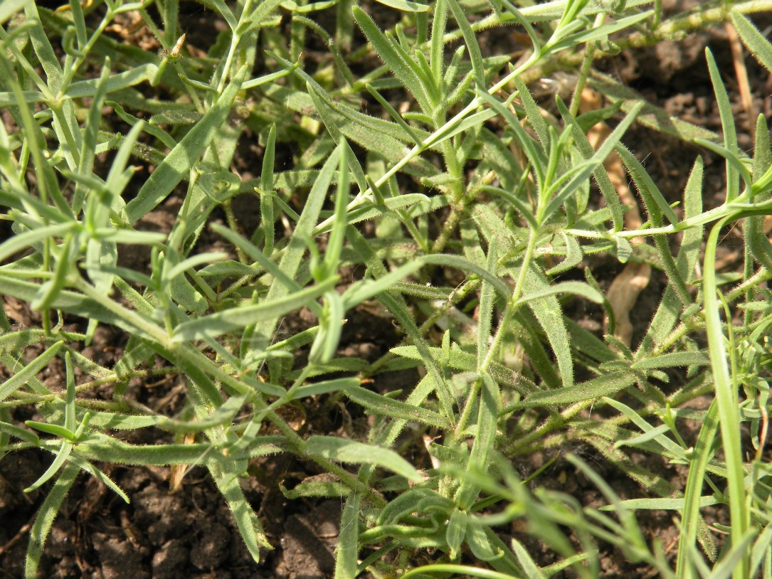 Image of genus Gypsophila specimen.