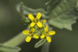 Sisymbrium officinale