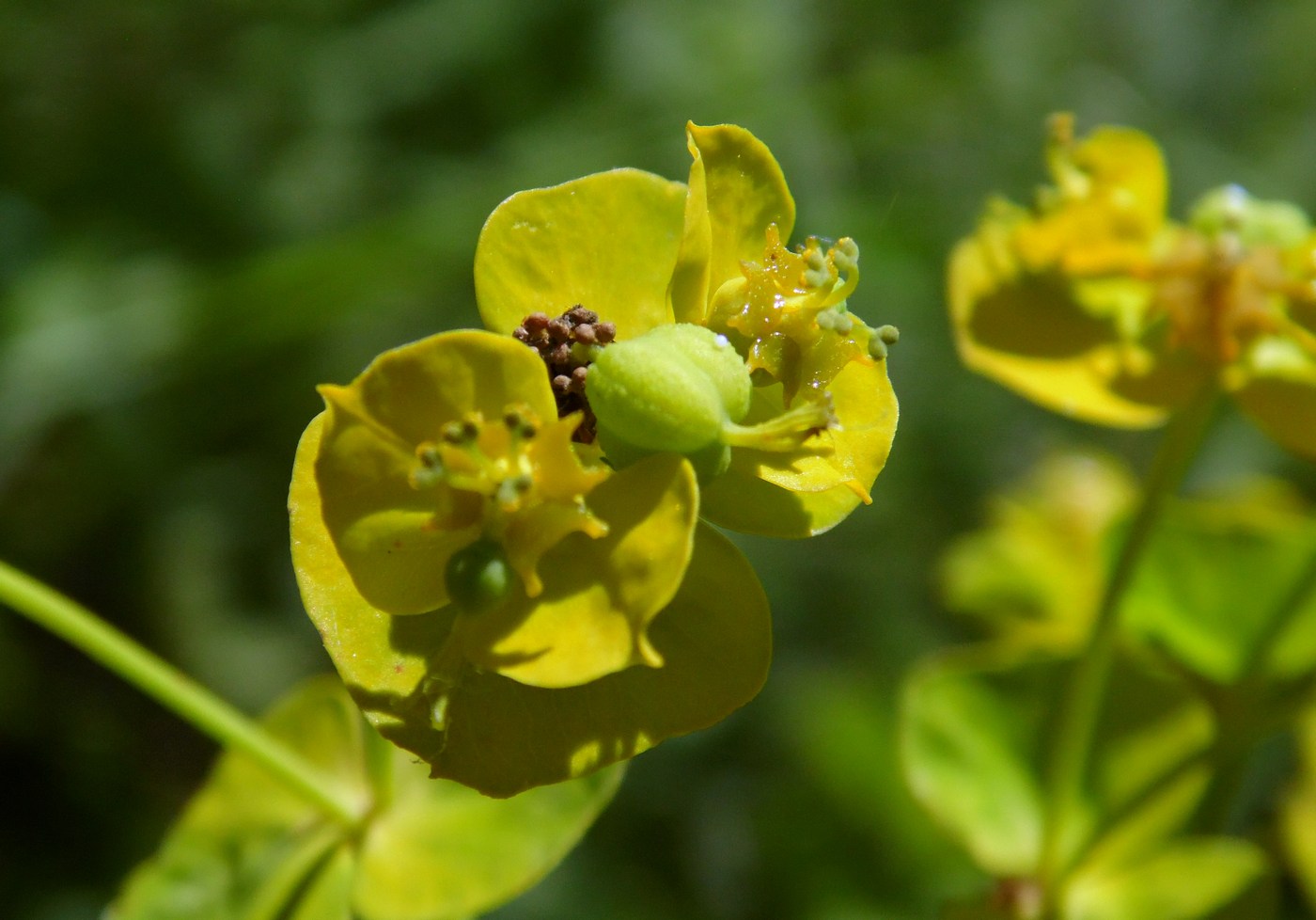 Изображение особи Euphorbia virgata.