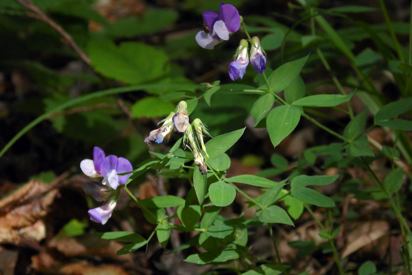 Image of Lathyrus laxiflorus specimen.