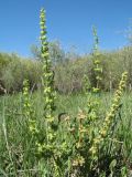 Rumex maritimus