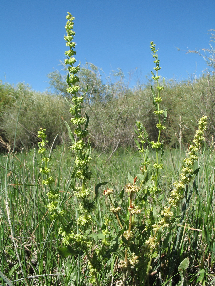 Изображение особи Rumex maritimus.