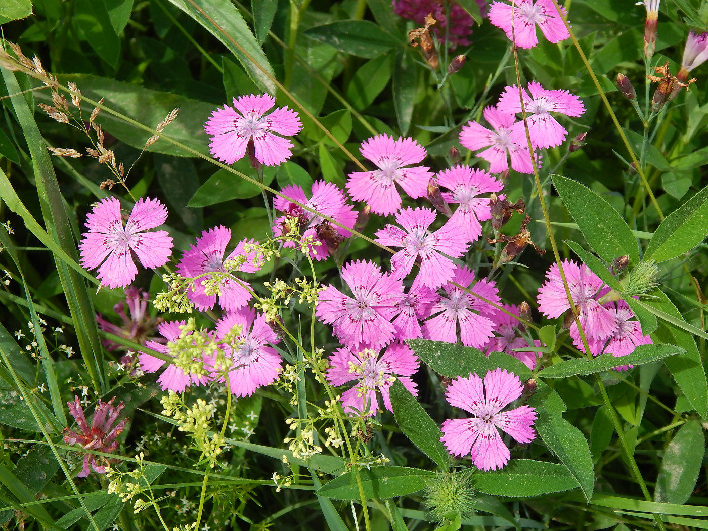 Изображение особи Dianthus fischeri.