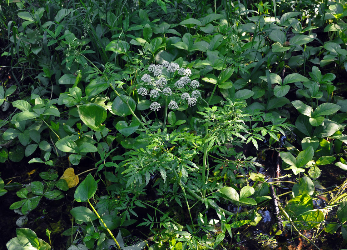 Image of Cicuta virosa specimen.