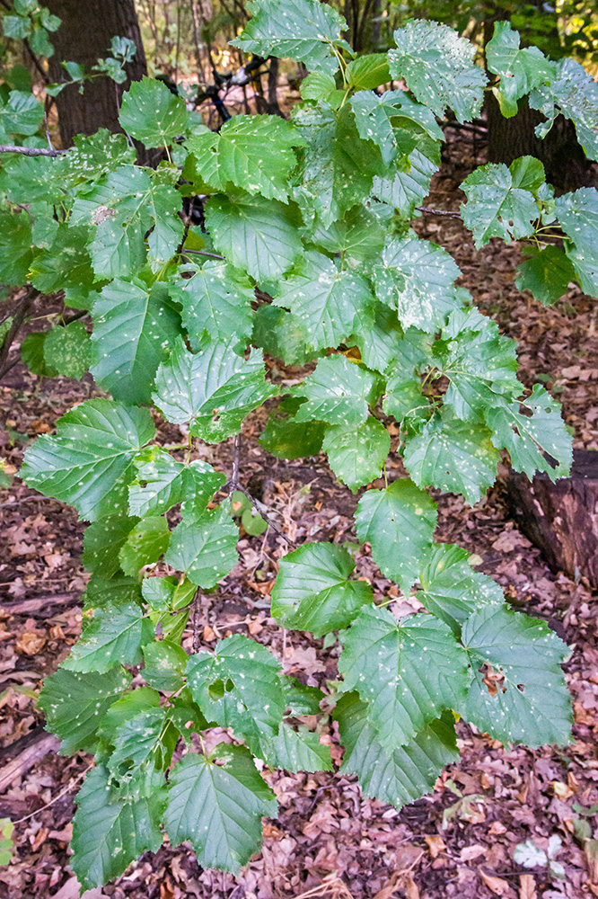 Image of Acer tataricum specimen.