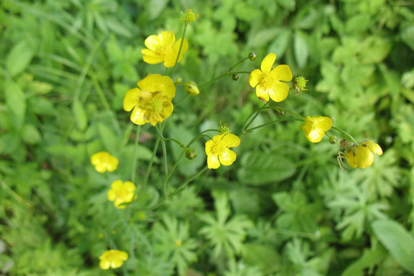 Image of Ranunculus acris specimen.